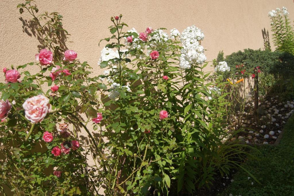 Haus Josef Bed & Breakfast ไมย์อาโฮเฟิน ภายนอก รูปภาพ